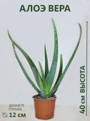 Алоэ Вера (Aloe Vera) D-12