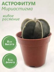 Кактус Астрофитум Мириостигма D-5